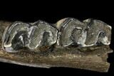 Fossil Rhino (Stephanorhinus) Jaw Section - Germany #111878-4